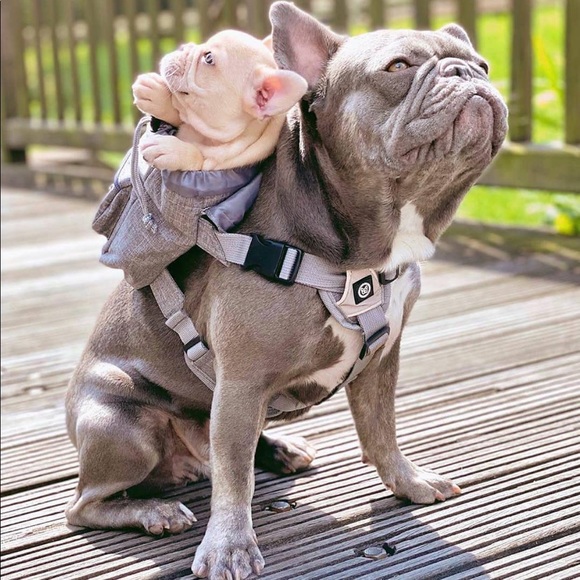 Meet your Posher, David - Picture 1 of 1